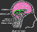 20090423131816-seresvivos.gif